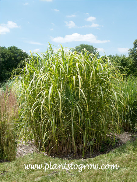 a large mature clump